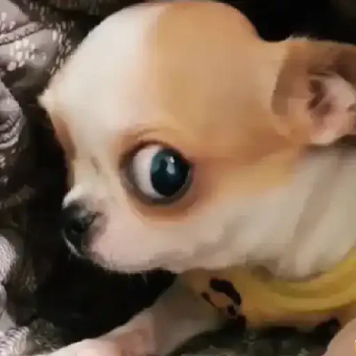TikTok Animated Memes 4 - Sticker 22