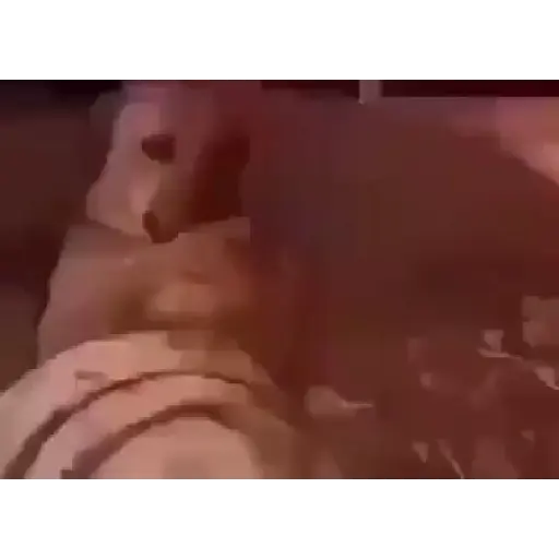 TikTok Animated Memes 4 - Sticker 28