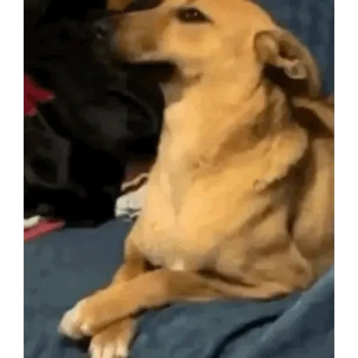 TikTok Animated Memes 4 - Sticker 26