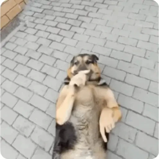 TikTok Animated Memes 4 - Sticker