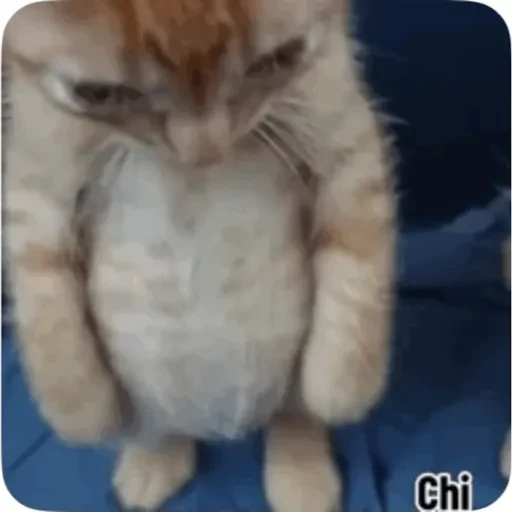 TikTok Animated Memes 4 - Sticker 16