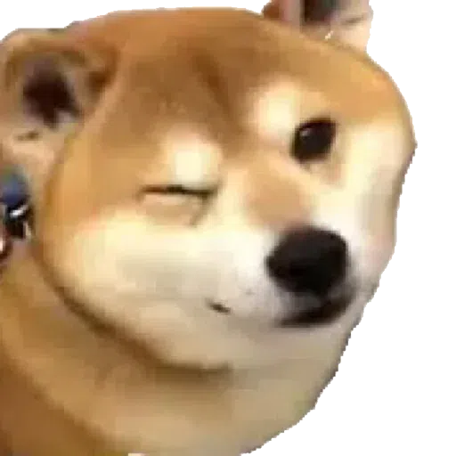 doge 2 - Sticker 14