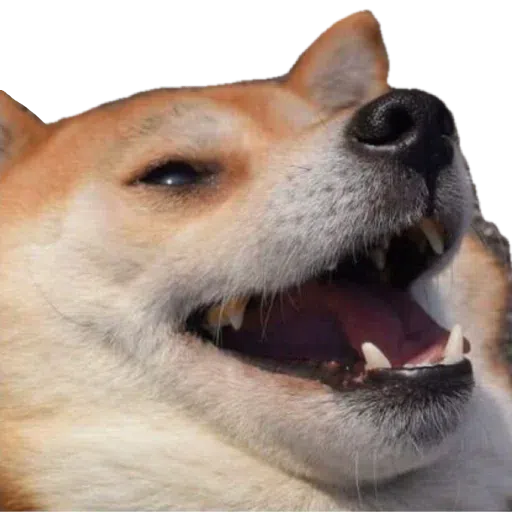 doge 2 - Sticker 13
