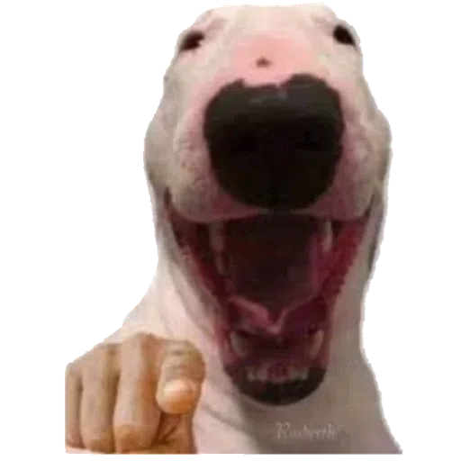 doge 2 - Sticker 17