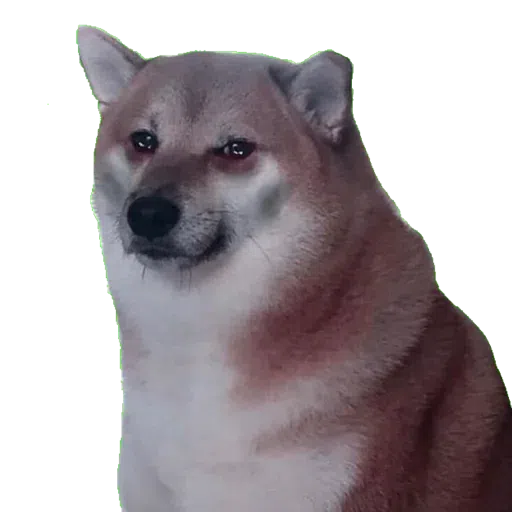 doge 2 - Sticker 24