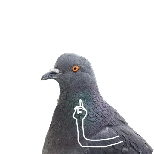 Piyions - Sticker 10