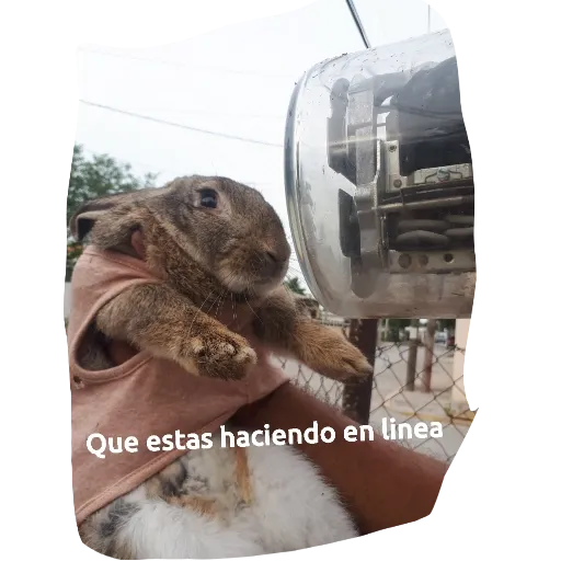 Conejos - Sticker 11