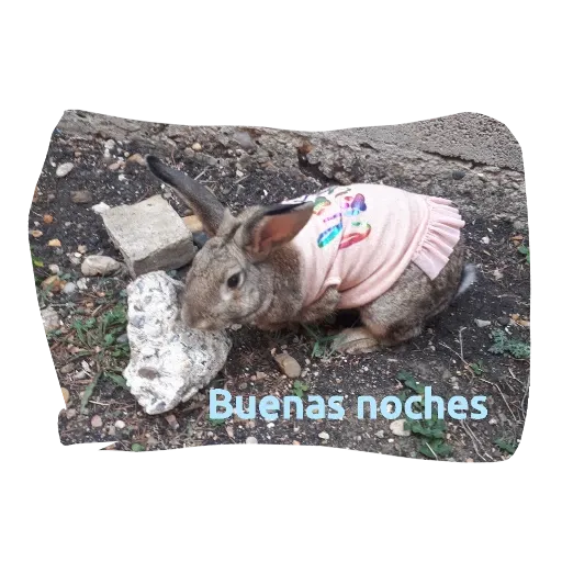 Conejos - Sticker 9