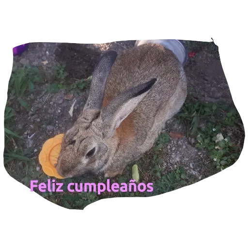 Conejos - Sticker 10