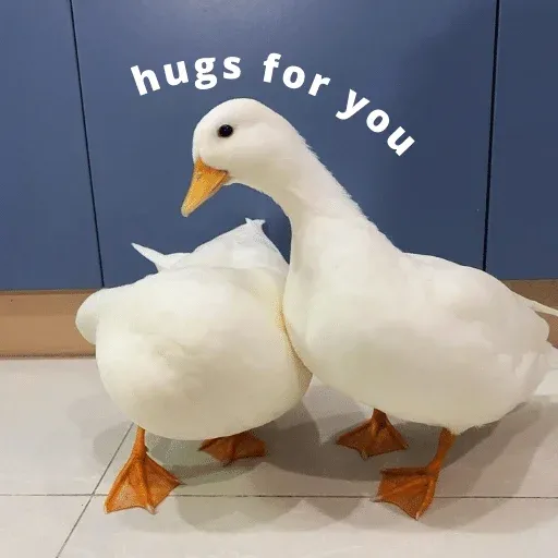 duck 3 - Sticker 21