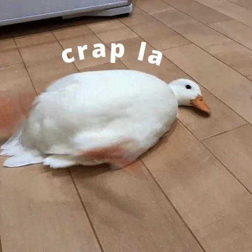 duck 3 - Sticker 12