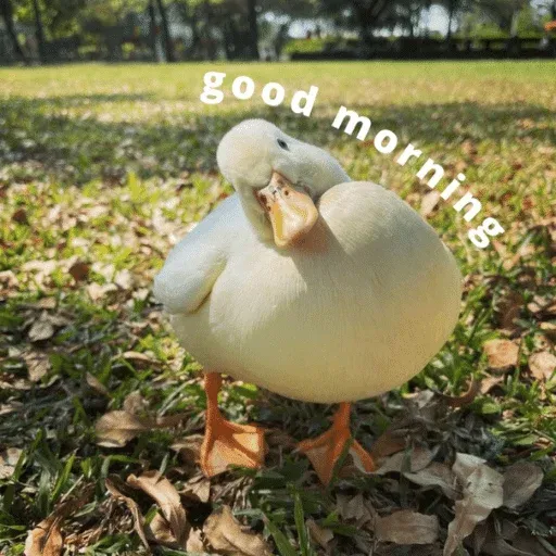 duck 3 - Sticker 11