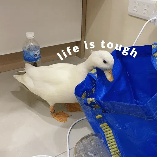 duck 3 - Sticker 22