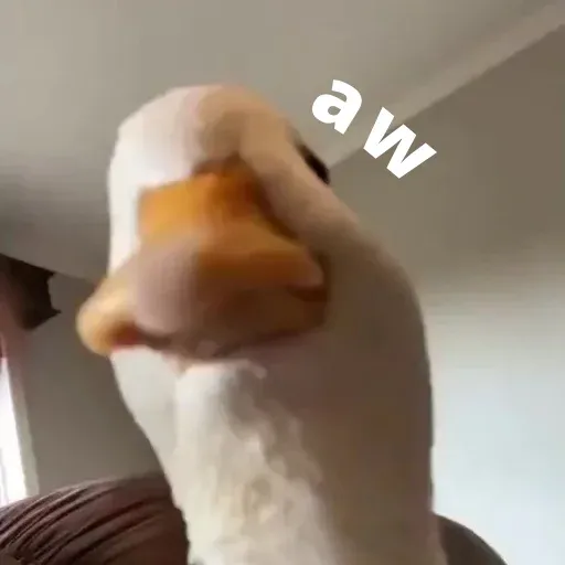 duck 3 - Sticker 30