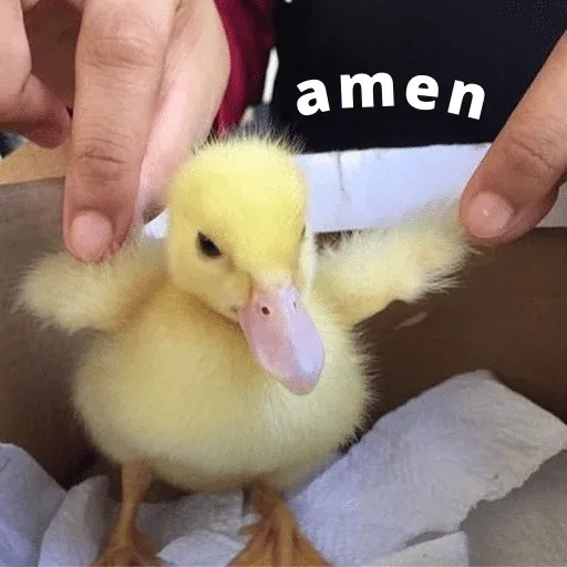 duck 3 - Sticker 19