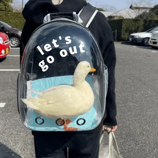 duck 3 - Sticker 20