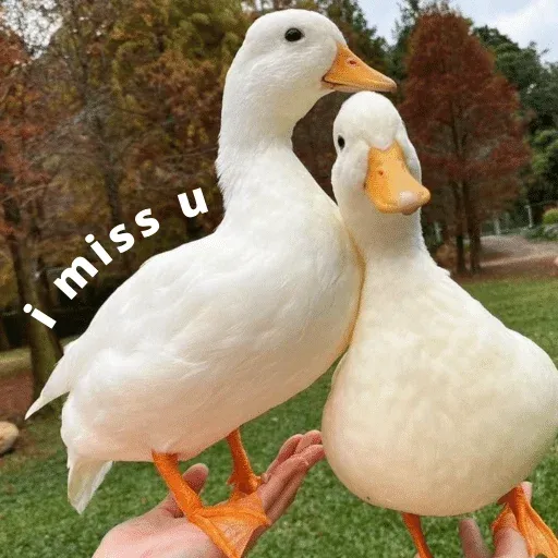 duck 3 - Sticker 23
