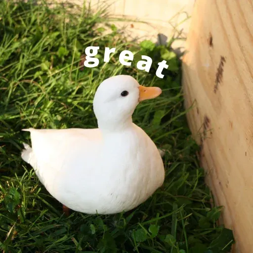 duck 3 - Sticker 29