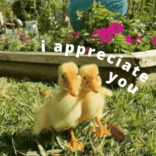 duck 3 - Sticker 10