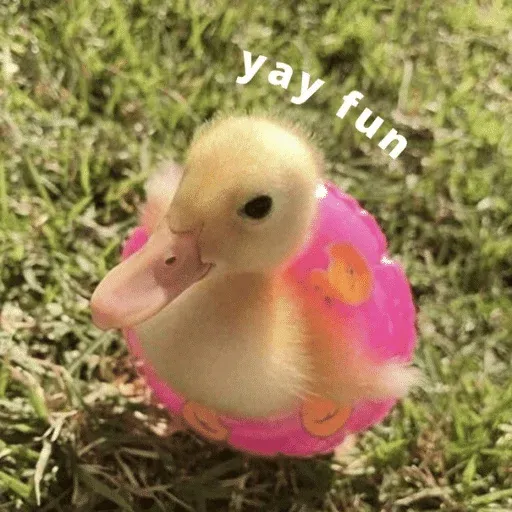 duck 3 - Sticker 9