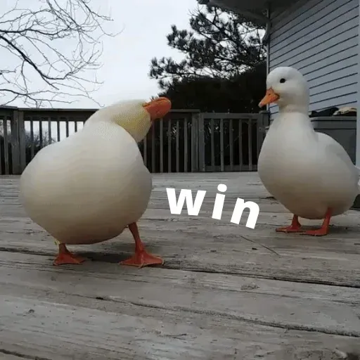 duck 3 - Sticker 28