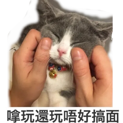 撳寶羅壹 - Sticker 24