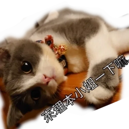 撳寶羅壹 - Sticker 30