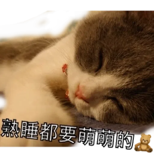 撳寶羅壹 - Sticker 22