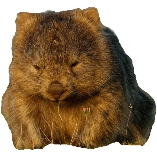 Wombats - Sticker 10