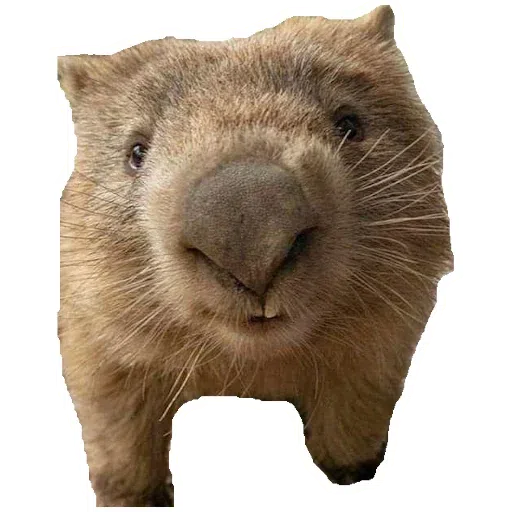 Wombats - Sticker 12
