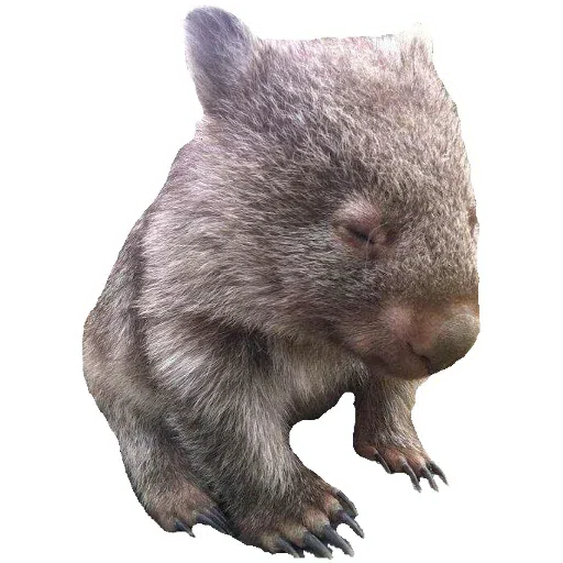 Wombats - Sticker 9