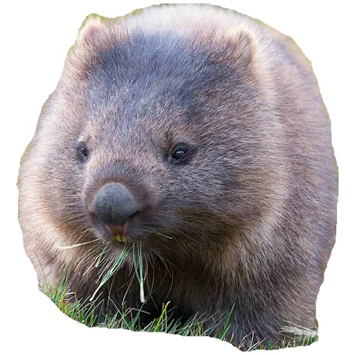 Wombats - Sticker 13