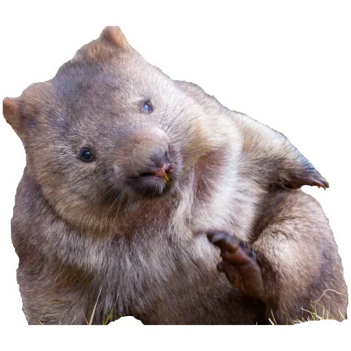 Wombats - Sticker 11