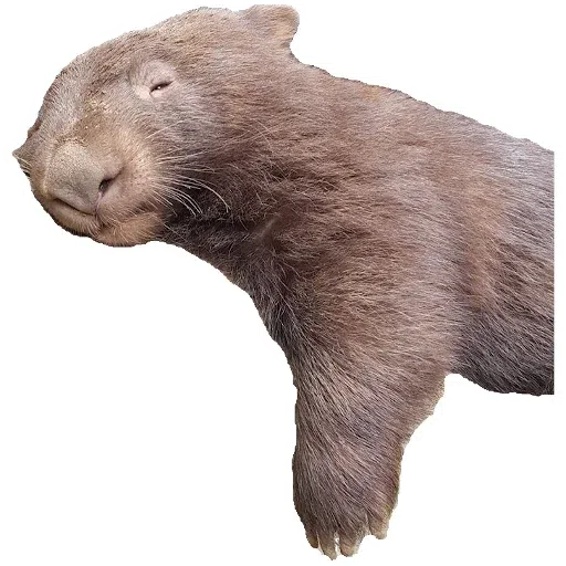 Wombats - Sticker 15