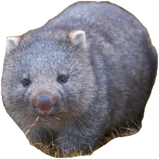 Wombats - Sticker 14