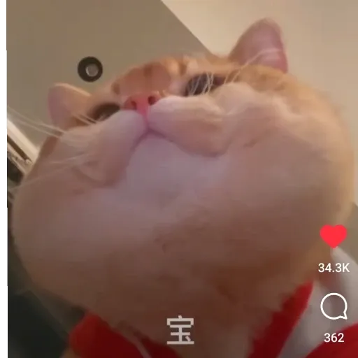 meow4 - Sticker 12