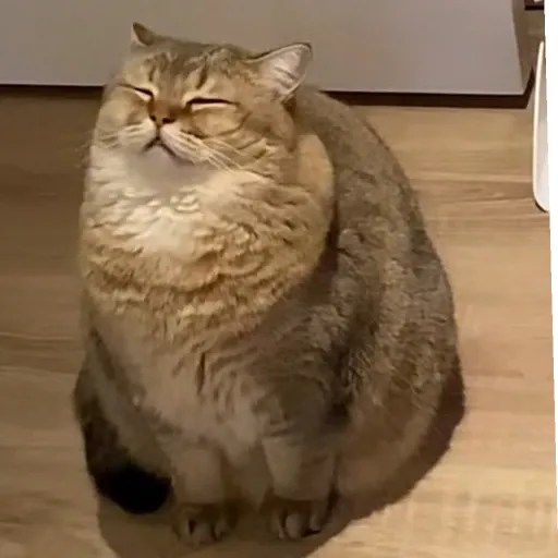 meow4 - Sticker 10