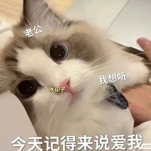 meow4 - Sticker 17