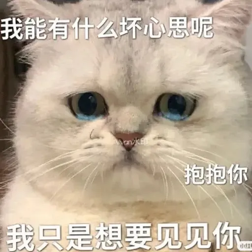 meow4 - Sticker 21