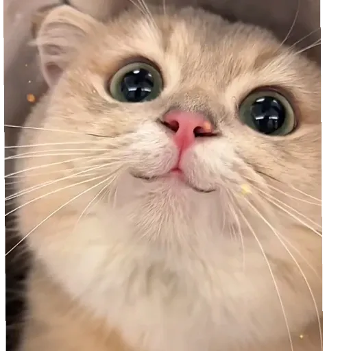 meow4 - Sticker 25