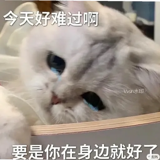 meow4 - Sticker 19