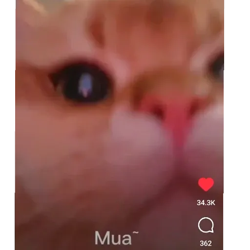 meow4 - Sticker 23