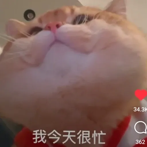 meow4 - Sticker 13
