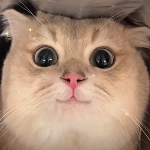 meow4 - Sticker 27
