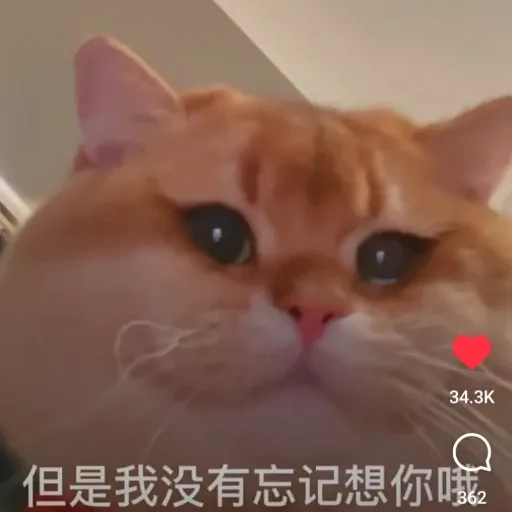 meow4 - Sticker 14
