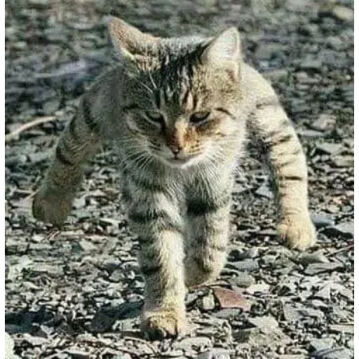 Cat 3 - Sticker 28