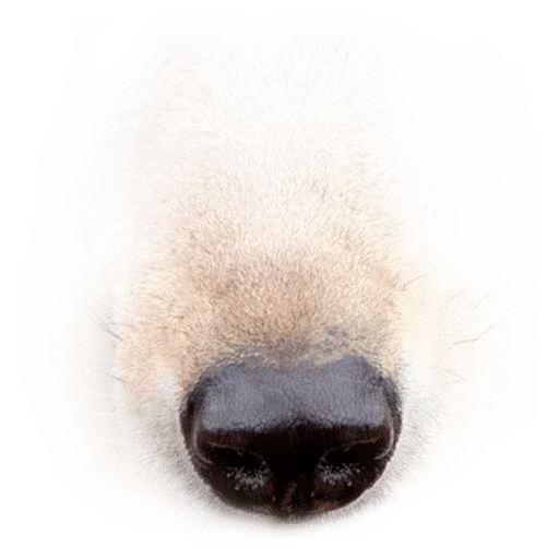 Animal Faces Masks - Sticker 22
