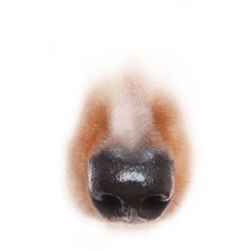 Animal Faces Masks - Sticker 29