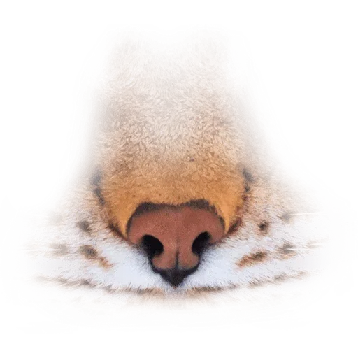 Animal Faces Masks - Sticker 14