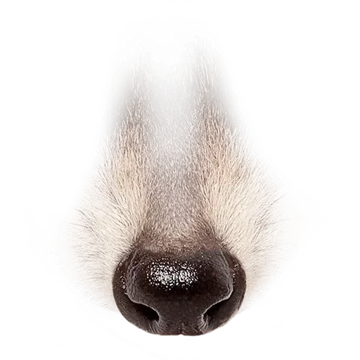 Animal Faces Masks - Sticker 18